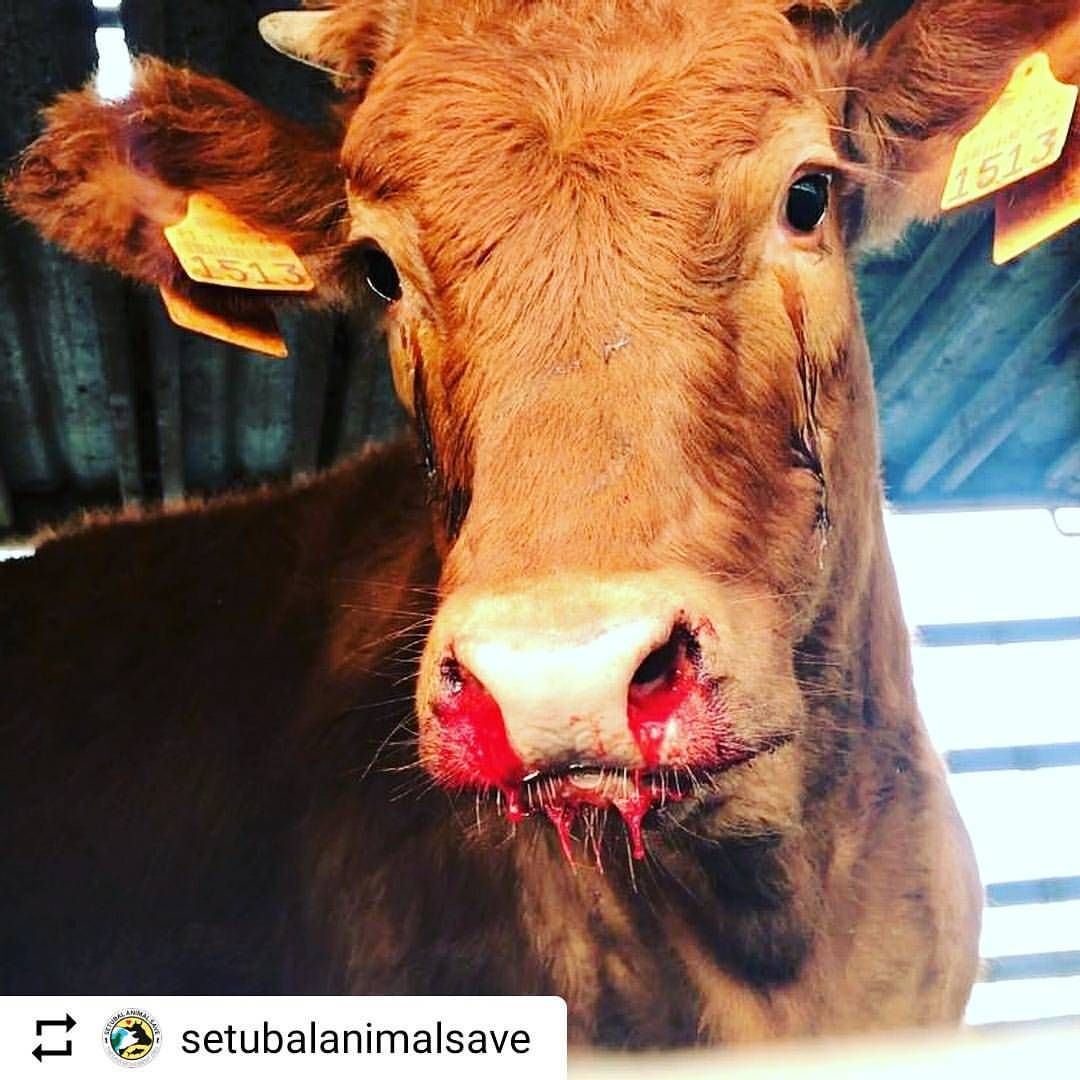 thesavemovementespanol_BfI8NVUBs5k